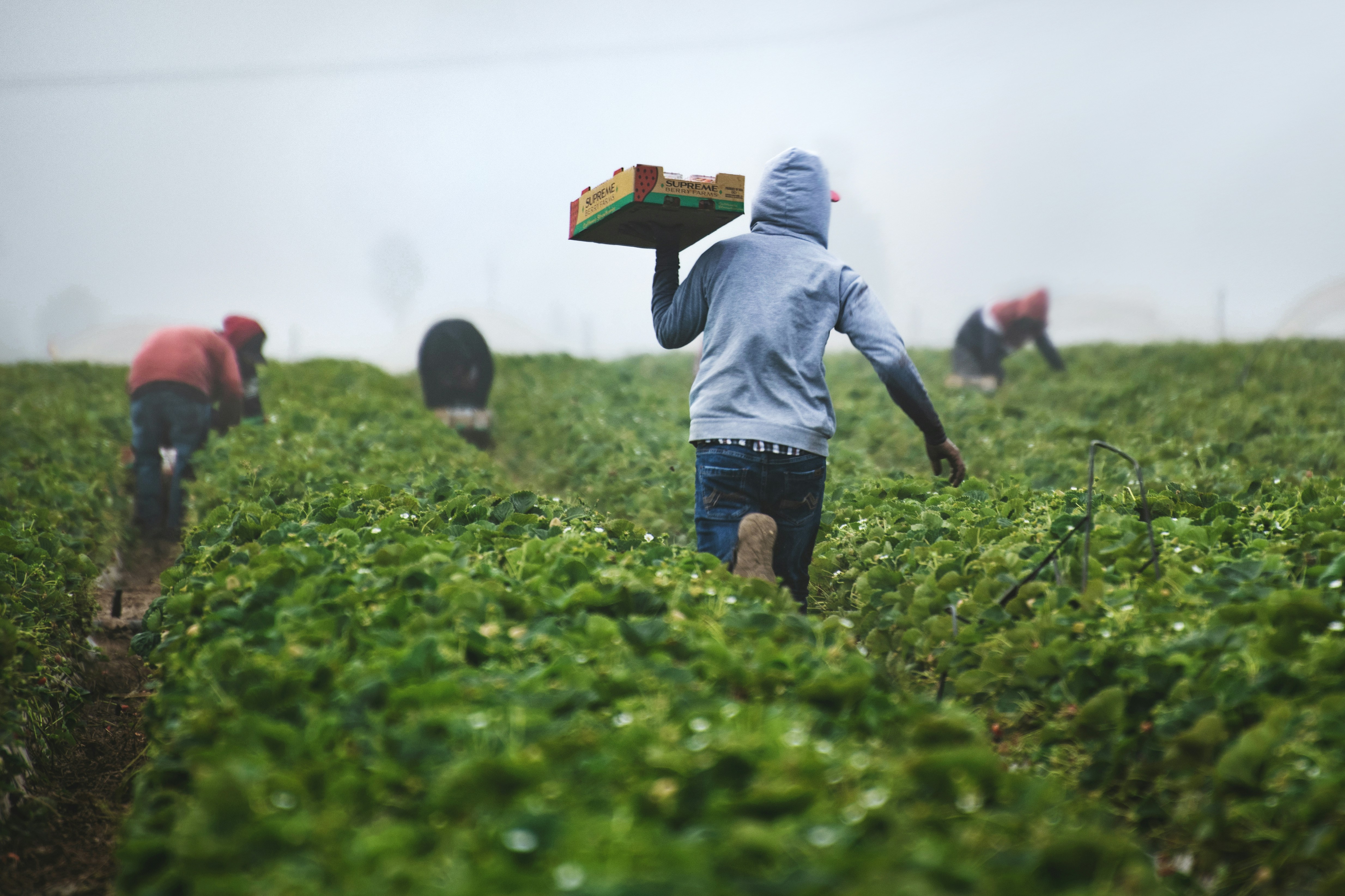 Farming & Agriculture sector image
